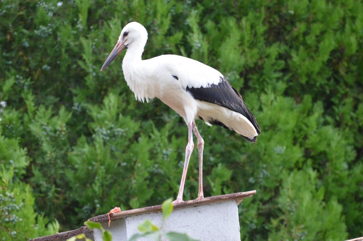 Dömösi madárpark